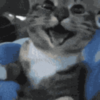 Gato Feliz Smiling Cat GIF