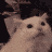 Gato GIF