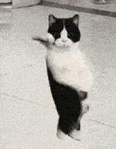 Gato Negro 1 GIF