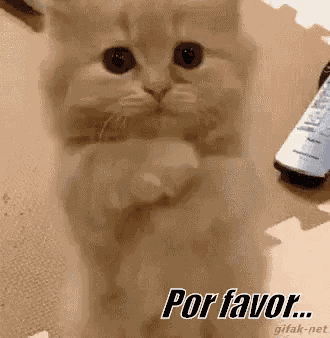 Gato Por Favor Porfa GIF