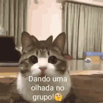 Gatos Fofoqueiros GIF