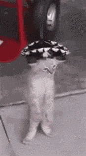 Gatos Memes Gatos Animados GIF