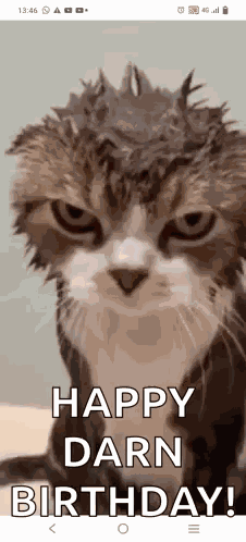 Gatto GIF