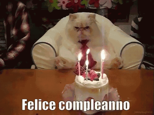 Gatto Compleanno GIF