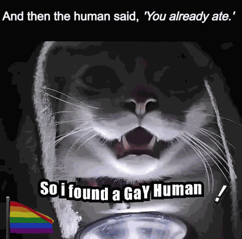 Gay Cat Dad Gay Cat Daddy GIF