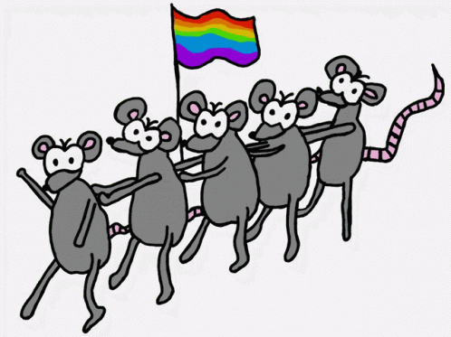 Gay Conga Rats Rats GIF