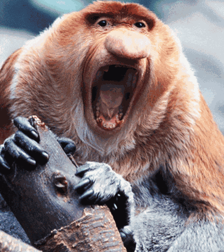 Geeked Up Funny Monkey Meme