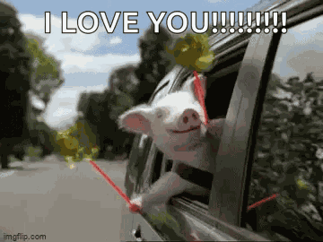 Geico Pinwheel GIF