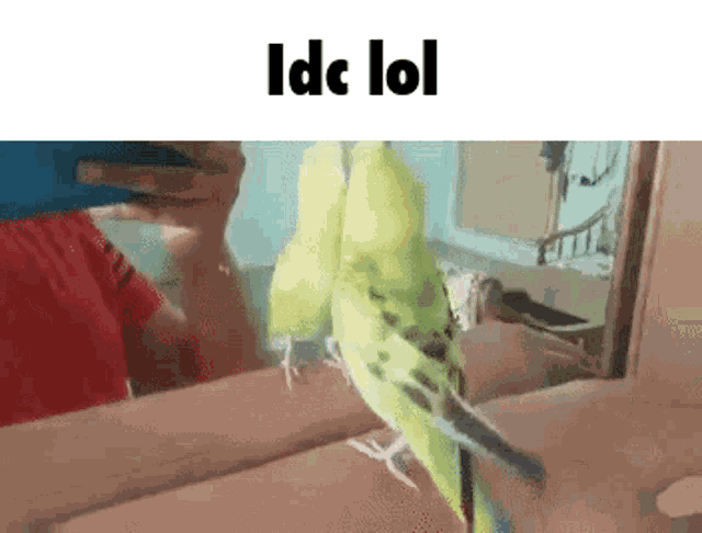Gemukage Gemukage Birb GIF