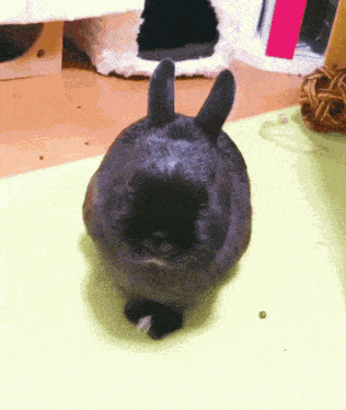 Gentlebunny Awesome GIF