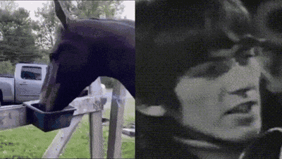 George Harrison Horse GIF