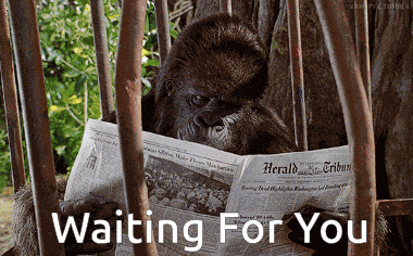 George Of The Jungle Ape GIF