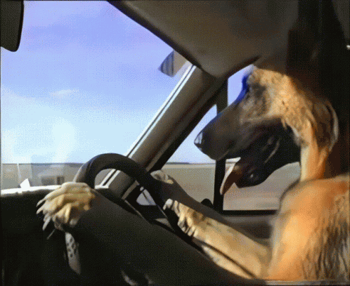 German Shepherd Dog Driving Car GIF