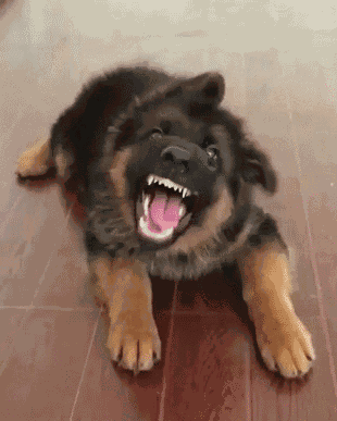 German Sheppard Barking GIF