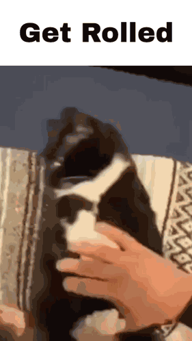 Get Rolled Blanket GIF