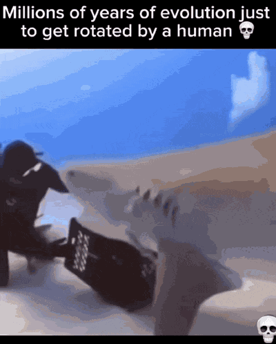 Get Rotated Shark Rotate GIF