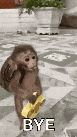 Giantsbetta Small Monkey GIF