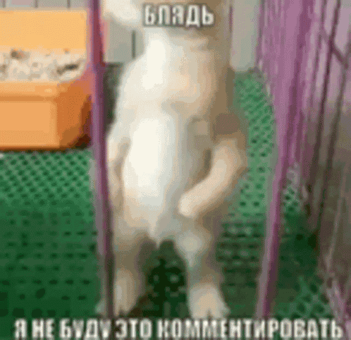 Gif Cat GIF