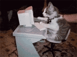Gif Cats GIF
