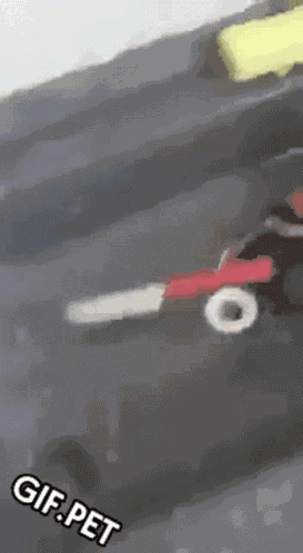 Gif Pet Crab GIF
