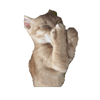 Giggle Cat Giggle Meng Sticker