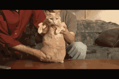 Ginger Likes Dancing GIF