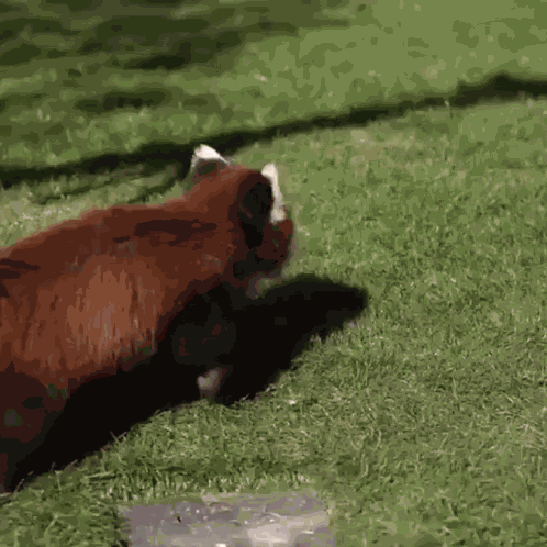 Glomp Red Panda GIF