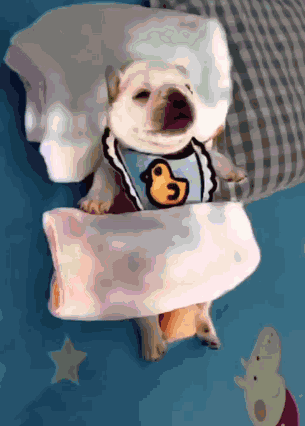 Gmail Gmail Dog GIF