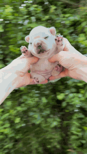 Gmail Pibble GIF