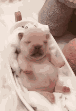 Gmail Pibble GIF