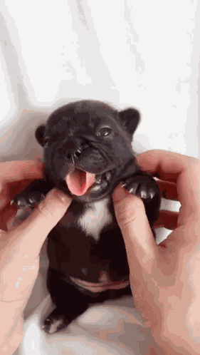 Gmail Pibble GIF