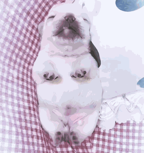Gmail Pibble GIF