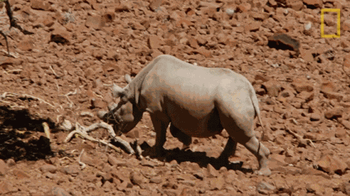 Go In The Shade Protecting The Black Rhinos GIF