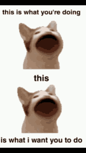 Go On Cat GIF