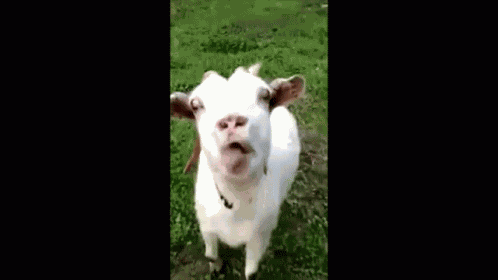 Goagt Ryl GIF