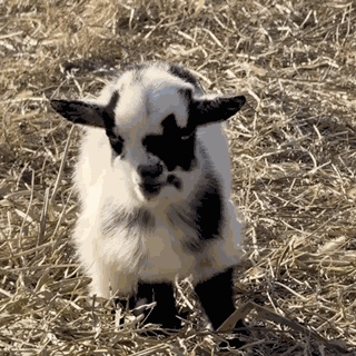 Goat Are You Serious GIF