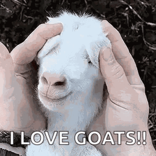 Goat Baby GIF