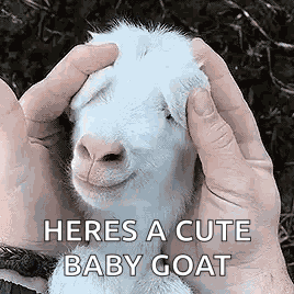 Goat Baby GIF