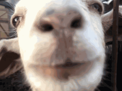 Goat Baby GIF