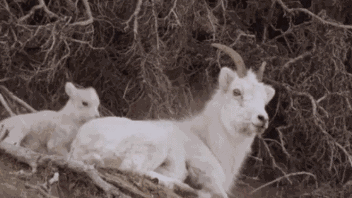 Goat Baby Goat GIF