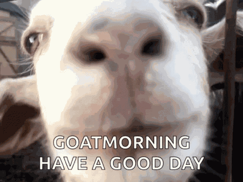 Goat Baby GIF