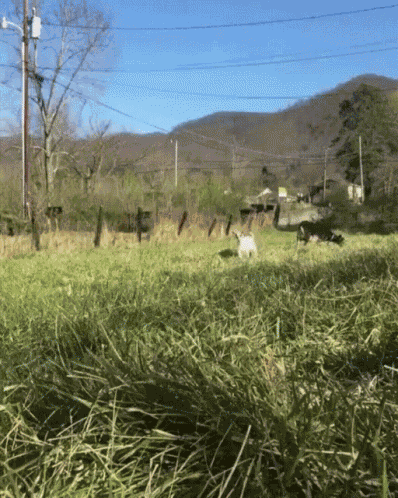 Goat Boing GIF