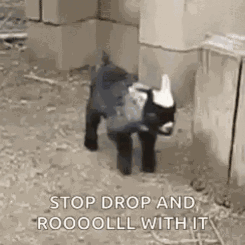 Goat Fall GIF