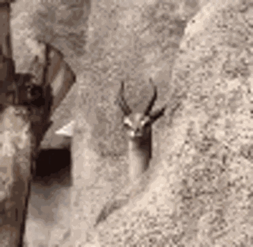 Goat GIF