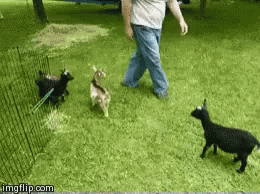 Goat Goat Attack GIF