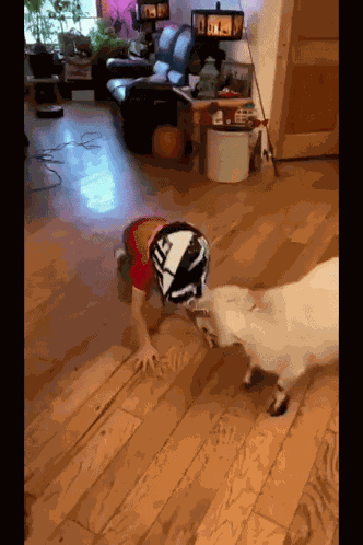 Goat Goat Helmet GIF