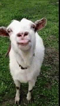 Goat Goat Lick GIF