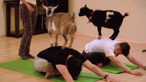Goat Goats GIF