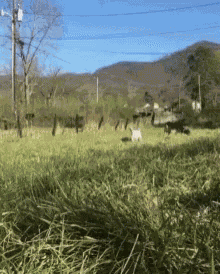 Goat Happy GIF