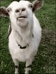 Goat Lick GIF